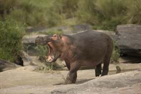 hippo